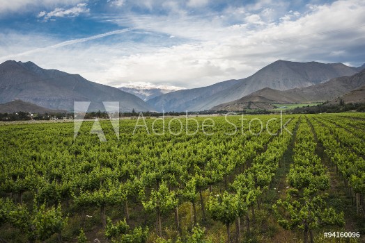 Image de Spring Vineyard Elqui Valley Andes Chile